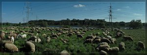 Schafe-Pano SP15 - Ruhrwiesen1.jpg