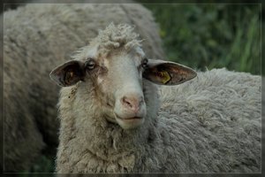 Schafe-SD15 - SDIM4968.jpg