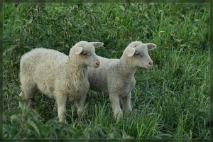 Schafe-SD15 - SDIM4971.jpg