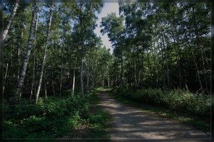 VanEupenWald-SD15 - SDIM5460.jpg