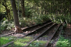 VanEupenWald-SD15 - SDIM5467.jpg