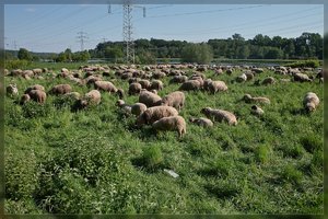 Schafe-DP1 - SDIM2382.jpg