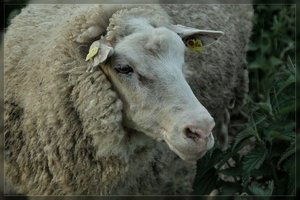 Schafe-SD15 - SDIM4970.jpg