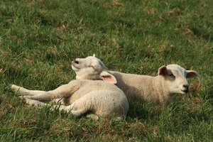 SchaaafeSchaf auf dem Weserdeich 2.jpg