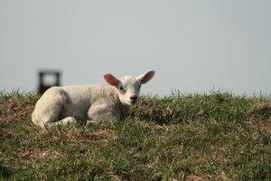 SchaaafeSchaf auf dem Weserdeich 3.jpg