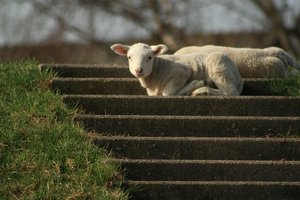 SchaaafeSchaf auf dem Weserdeich 6.jpg