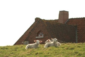 SchaaafeSchafe an der Weser 2.jpg