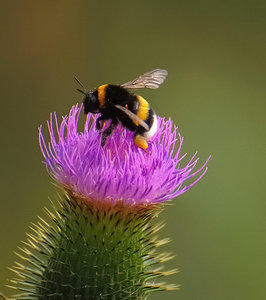 Sonntag im Feld10 Biene0001.jpg