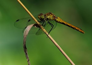 DSC_1930.JPG DSC_1930.JPG