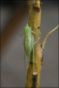 makro-SD10 - IMG05256.jpg