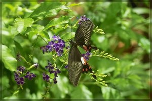 Schmetterling-SD14 - SDIM2328.jpg