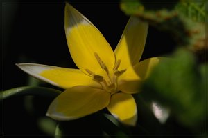 Blumen-SD10 - IMG05672.jpg