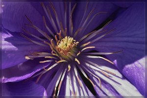 Blumen-SD10 - IMG07066.jpg