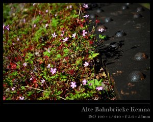 DSC_0809_ji_r.jpg DSC_0809_ji_r.jpg