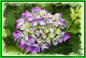 Hortensie3.jpg