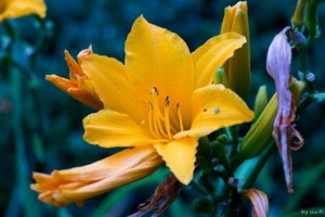 comp_DSC00450 - Kopie.jpg