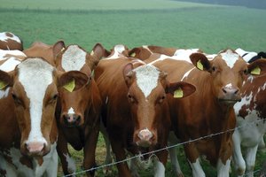 comp_2008_Curly Horses_032.jpg