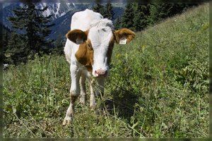 Kuh-SD10 - IMG08586.jpg