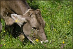 Kuh-SD10 - IMG08594.jpg