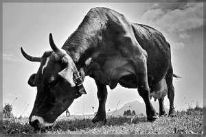 Kuh-SD10 - IMG07860-sw.jpg