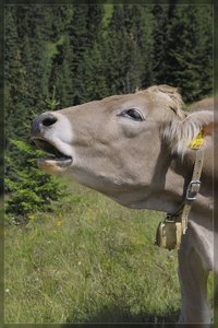 Kuh-SD10 - IMG08605.jpg