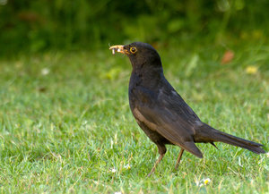 Amsel mit Würmern im Schnabel-klein.jpg