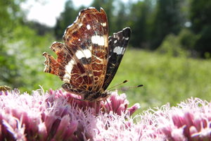 DSCN7038 Forumsfoto.JPG