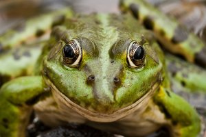 Bei Nochten-8162.jpg