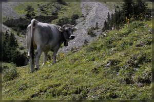 Kuh-SD10 - IMG04856.jpg