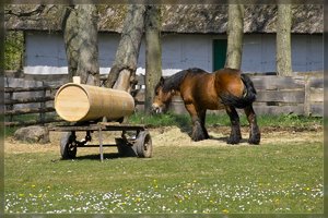 Pferde-SD10 - IMG10483.jpg