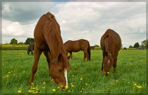 Pferde-SD14 - SDIM5026_1.jpg