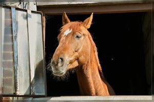 Pferde-SD15 - SDIM2922.jpg