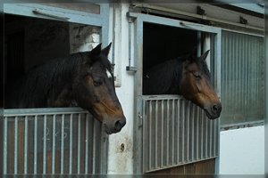 Pferde-SD15 - SDIM5803.jpg