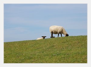 Schaf auf Deich 500 kbSchaf auf Deich 3.jpg