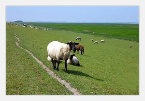 Schaf auf Deich 500 kbSchaf auf Deich 4.jpg