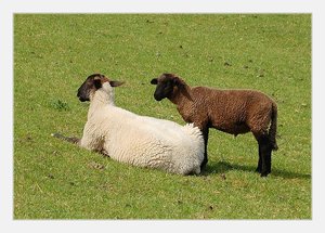 Schaf auf Deich 500 kbSchaf auf Deich5.jpg