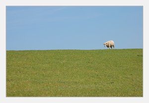 Schaf auf Deich 500 kbSchaf auf Deich6.jpg