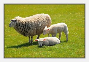 3 Schafe 500 kb3 Schafe.jpg