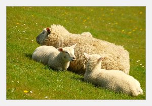 3 Schafe 500 kbSchafe 087.jpg