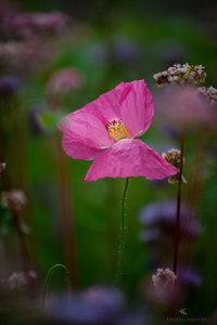 1shot1moment@bilderforum (1 von 1).jpg