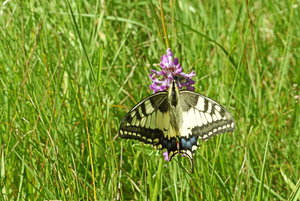 Schwalbenschwanz.JPG