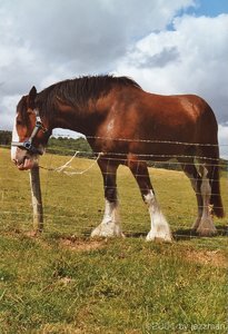 jm_shire-horse_1.jpg