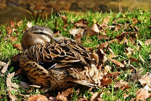 Frühlingsanfang 09.JPG