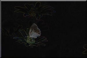 Schmetterling 1-1.jpg