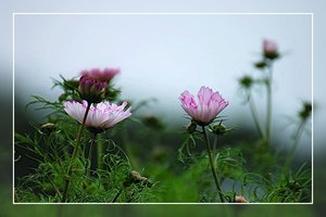 Cosmen und Sonnenblumen 500 kbCosmen10001.jpg