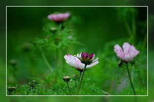 Cosmen und Sonnenblumen 500 kbCosmen30001.jpg