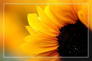 Cosmen und Sonnenblumen 500 kbSonnenblume mit Licht0001.jpg