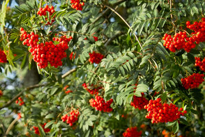 IMG04493_2_klein.jpg IMG04493_2_klein.jpg