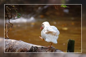 Watschelente 500 kbWatschelente0001.jpg