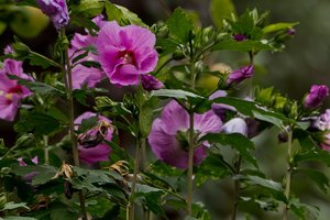 600D+Sigma 120-400-2.jpg